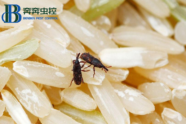 大米夏季會(huì)生蟲？這蟲是啥？