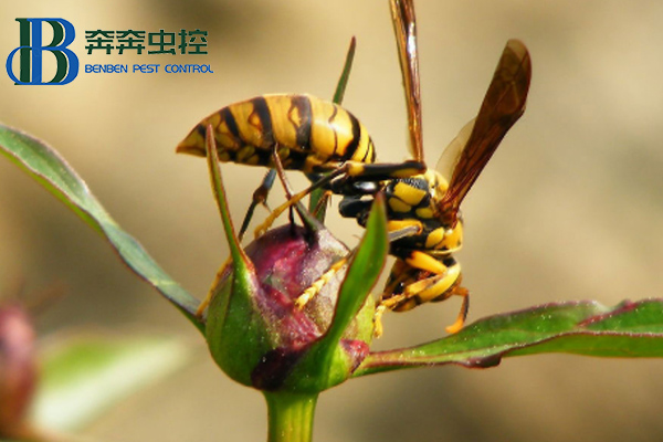 如何預(yù)防馬蜂侵害？