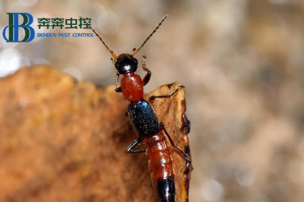 室內(nèi)隱翅蟲從何而來，如何有效防治？