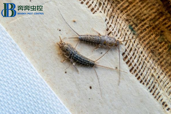 衣魚是如何滋生的？危害及防治方法有哪些？