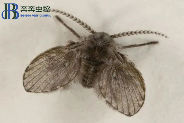 衛生間里的小飛蛾？