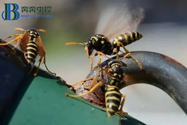 “馬蜂來襲，如何自保？”請收好這份安全“錦囊”!