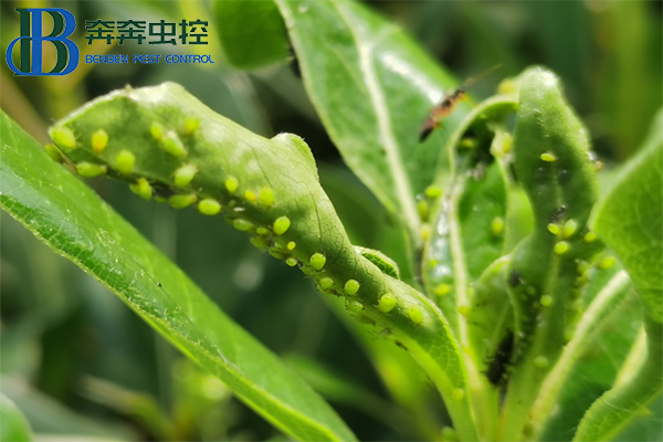 家庭園藝上的蚜蟲反反復復怎么防治？