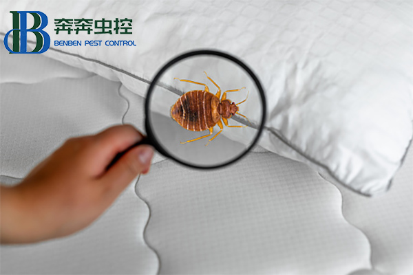 臭蟲有什么危害？如何消滅臭蟲？