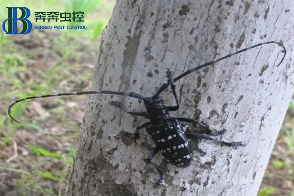 防治天牛，守護綠色家園