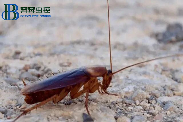 美洲大蠊是蟑螂嗎？美洲大蠊是什么蟲？