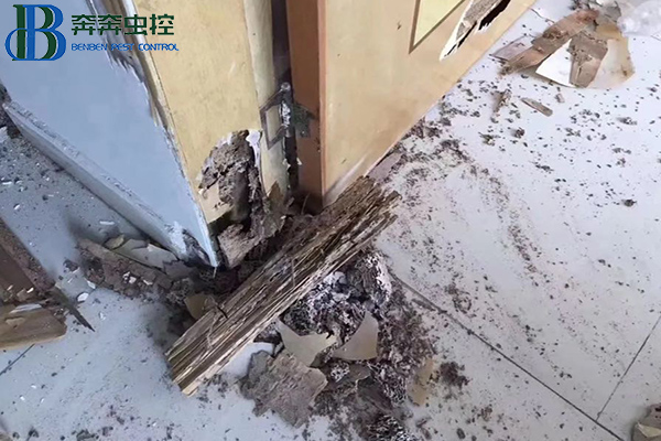 白蟻對房屋建筑的破壞