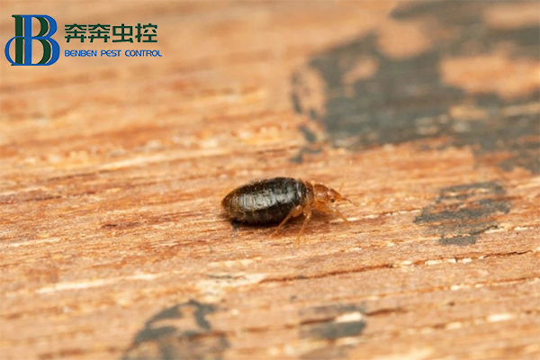 臭蟲不可怕，教你消滅他