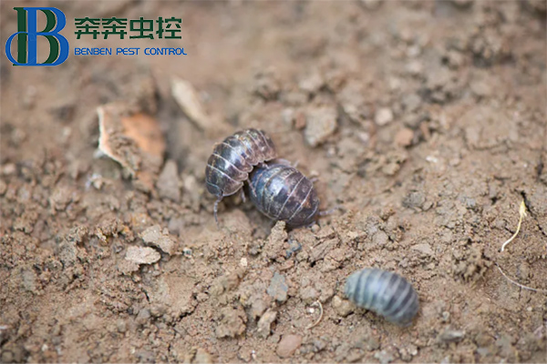 守護(hù)生活空間，遠(yuǎn)離鼠婦困擾