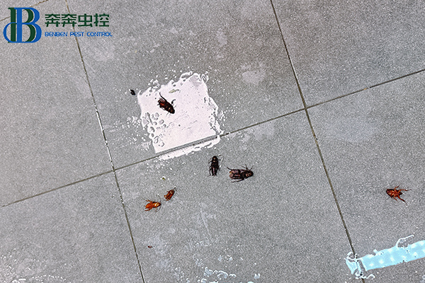 氣溫升高！家中“小強(qiáng)”出沒(méi)！