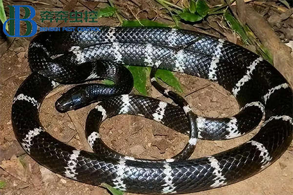 夏日蛇類活躍季，如何防治蛇？